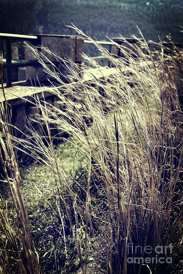 Plants in the wind by Jackie Mestrom Plants in the wind by Jackie Mestrom