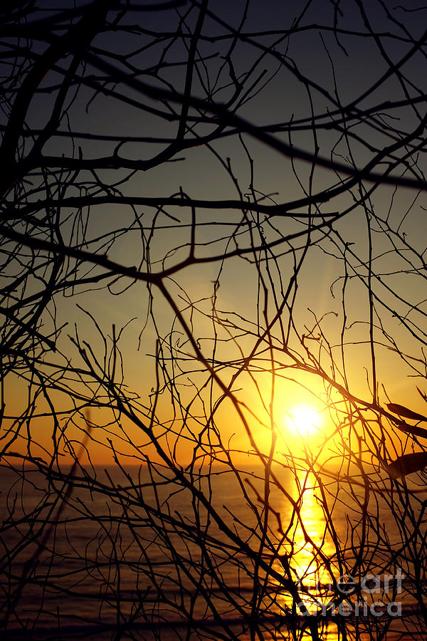 Nature Photograph - Plants on Sunset by Carlos Caetano
