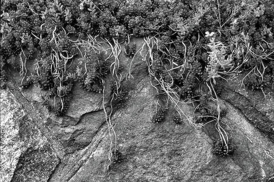 Plants On The Rock BW Photograph by Lyle Crump