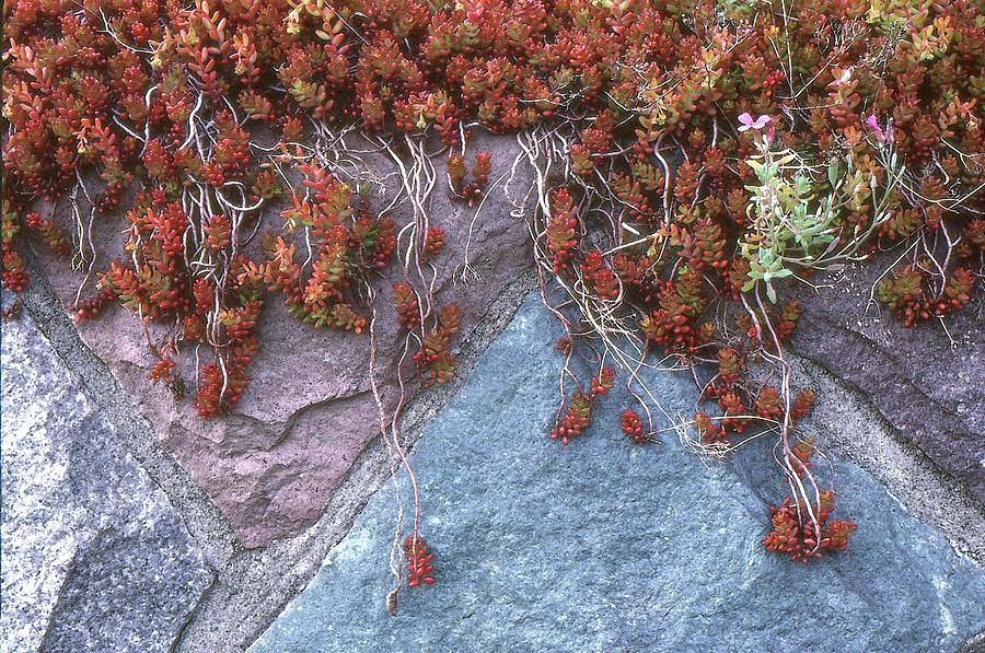 Plants On The Rock Two  Photograph by Lyle Crump
