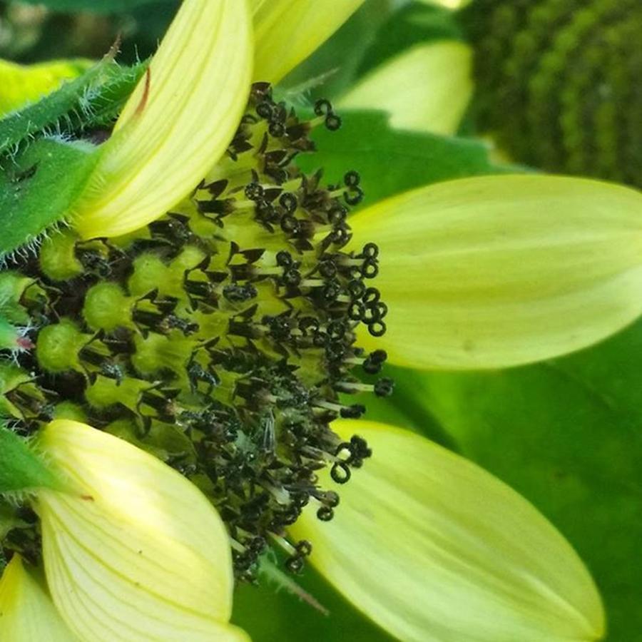 Nature Photograph - #plants #sunflower #nature #wildlife by Crook Bladez