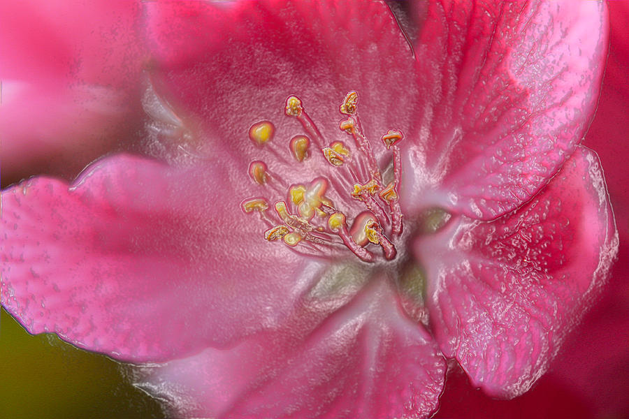 Plastic Apple Blossom Photograph by Scott Hovind