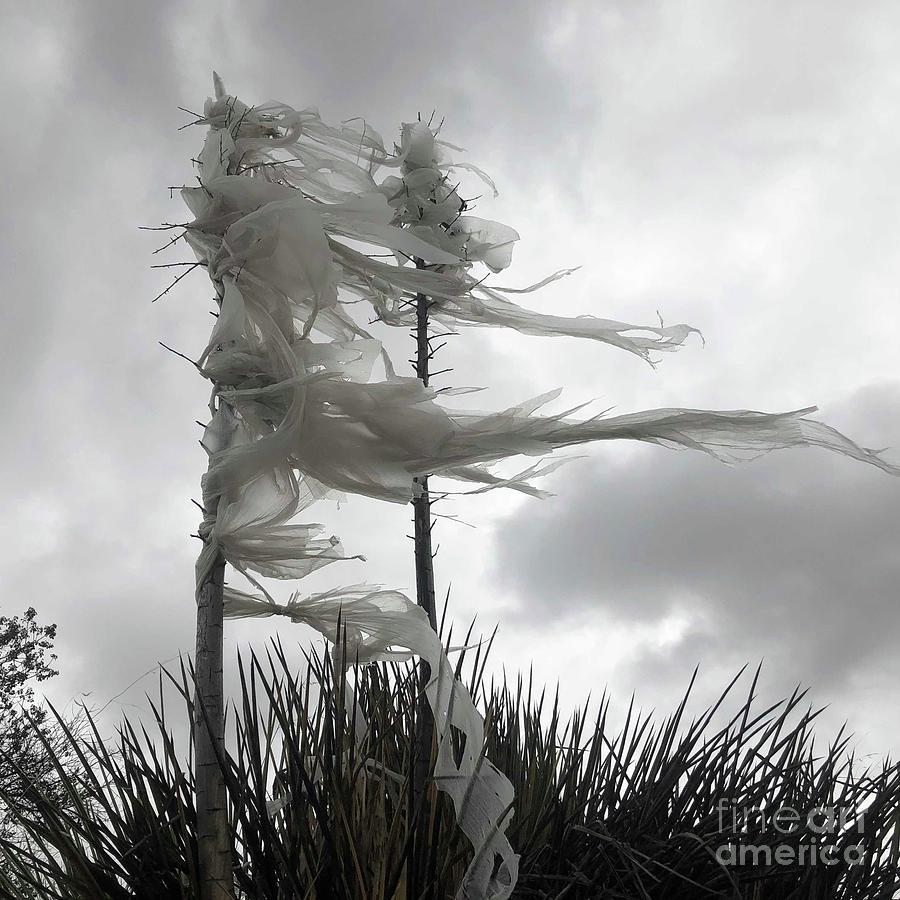 Blowing In The Wind Photograph By Pauline Barraza