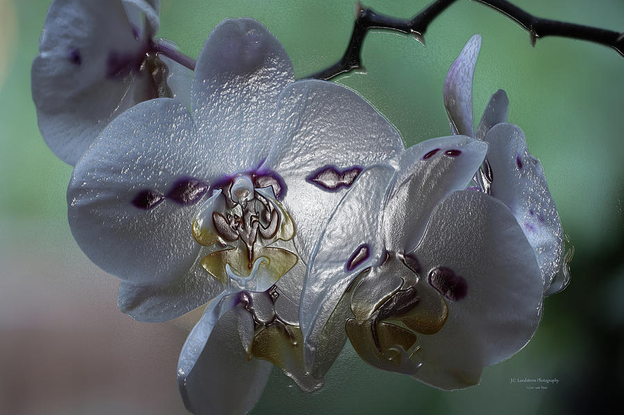 Orchid Photograph - Plastic Wrapped Orchids by Jeanette C Landstrom