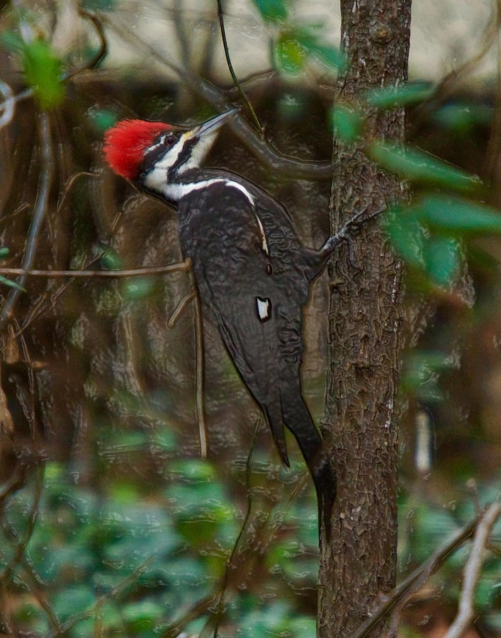 Plastic Wrapped Pileated Woodpecker Photograph by Robert L Jackson