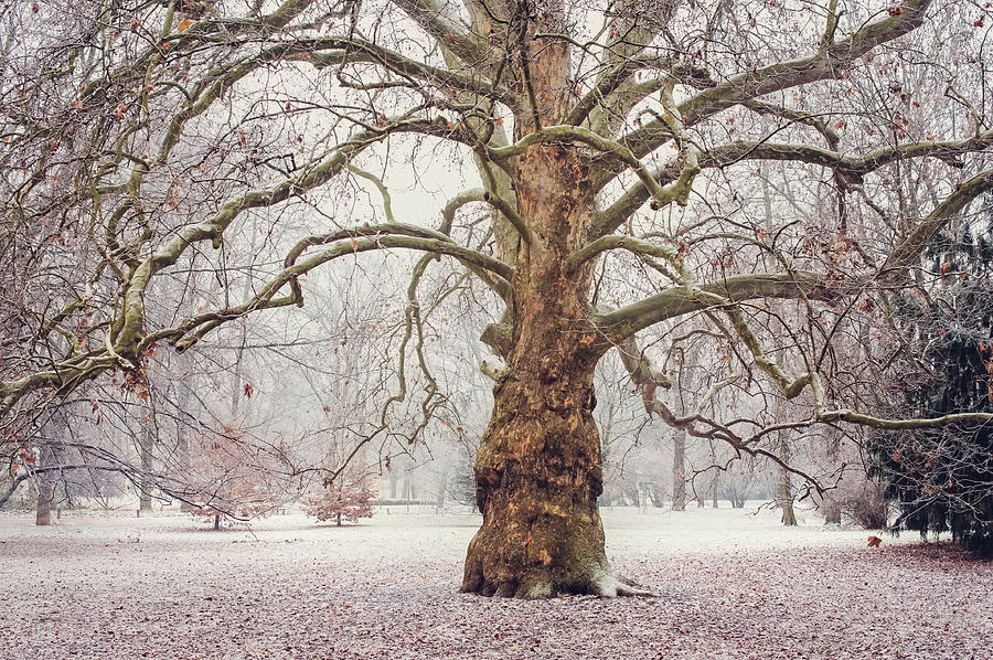 Platan Tree in Early Winter Photograph by Jenny Rainbow