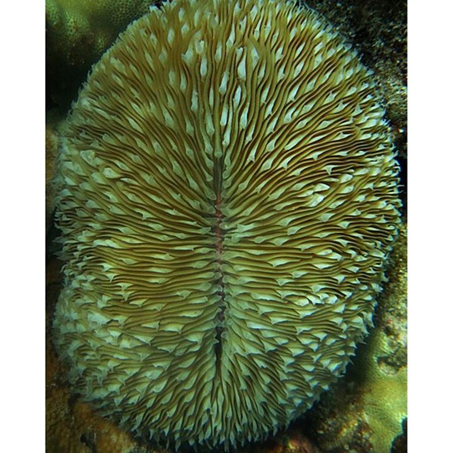 Nature Photograph - Plate Coral. #edaquaholic #maui #hawaii by Everett Dahlmeier