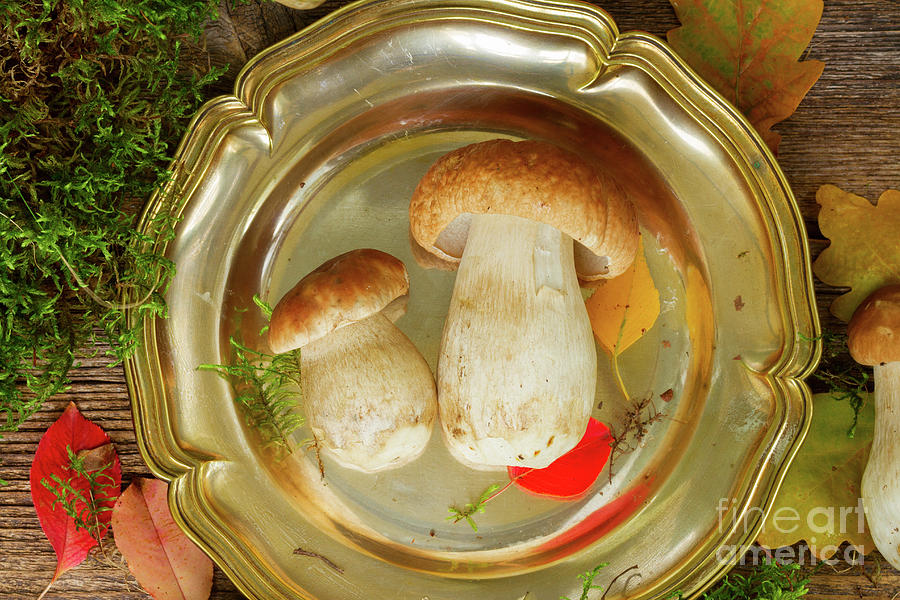 Plate of  Mushrooms Photograph by Anastasy Yarmolovich