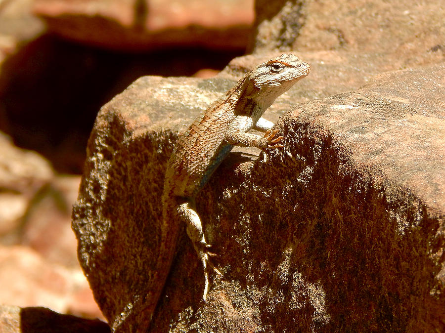 Plateau Lizard Photograph by Dan Miller