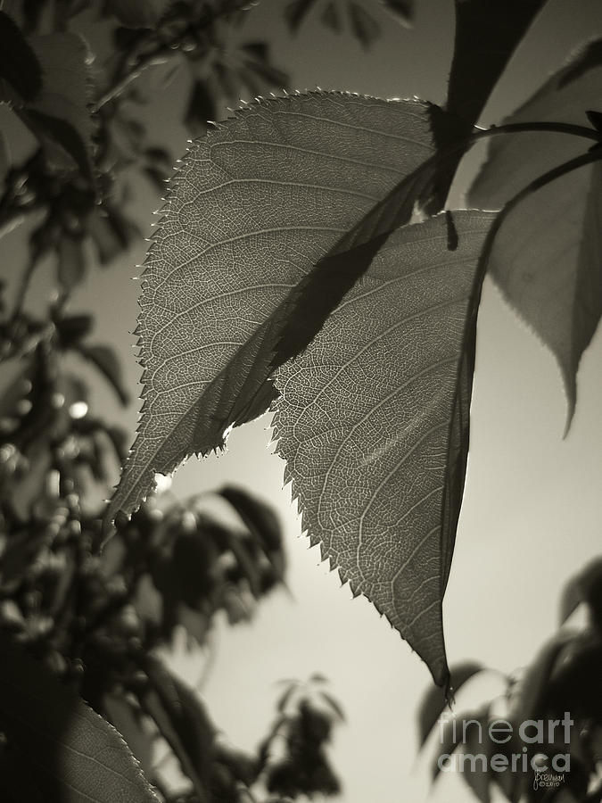 Platinum Leaves 1 Photograph by Jeff Breiman