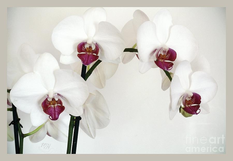 Platnum Beauty Orchids Photograph by Marsha Heiken
