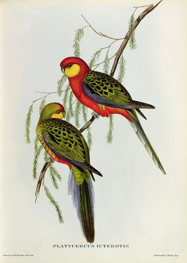Bird Painting - Platycercus Icterotis by John Gould
