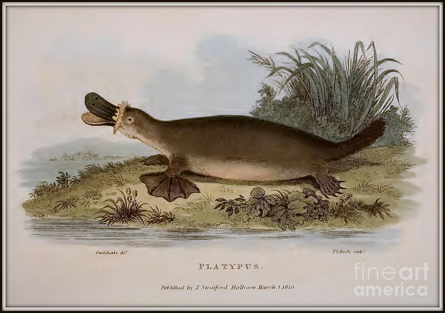 Nature Painting - Platypus by T L Busbu