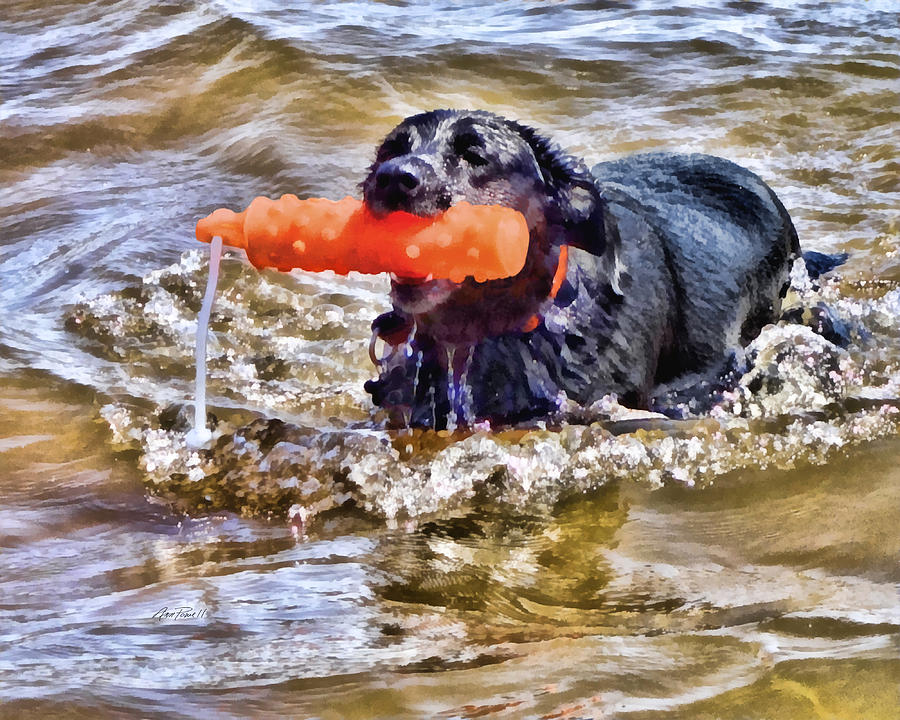 Play Fetch - animals - dogs  Photograph by Ann Powell