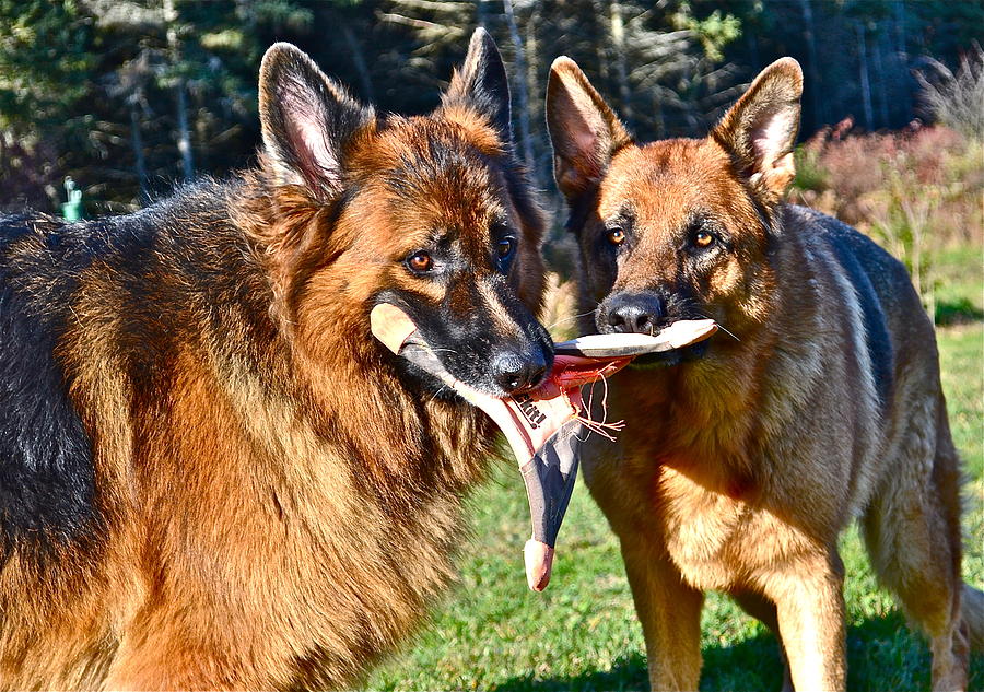 Play Time Photograph by Danielle Sigmon - Fine Art America