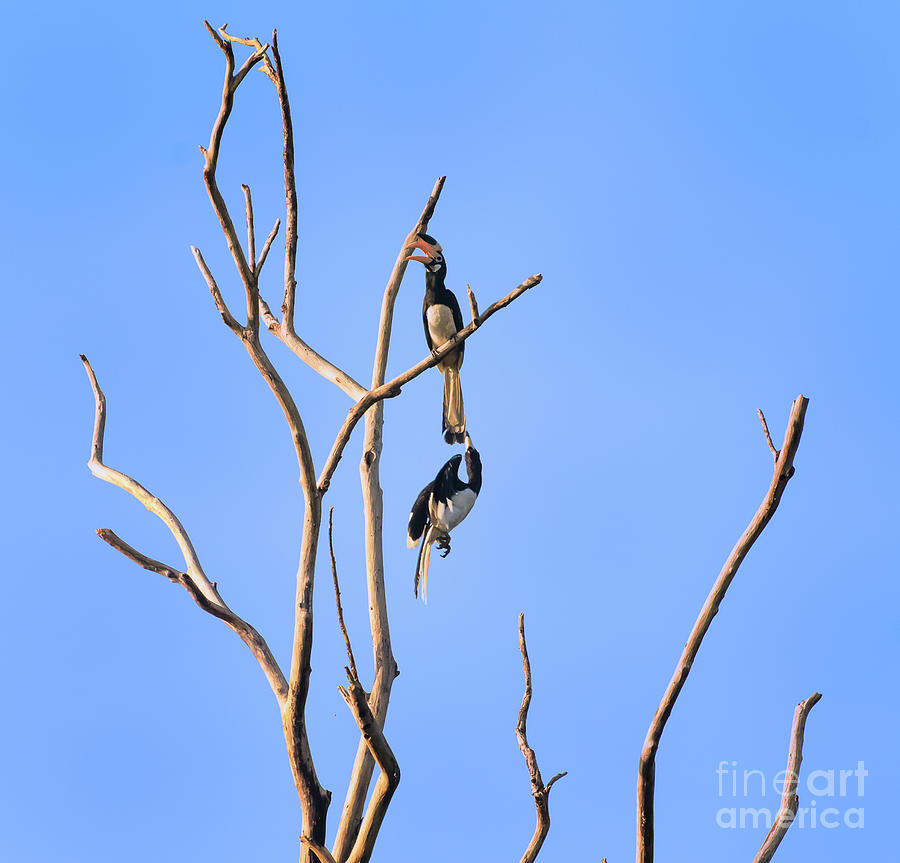 Play time Hornbills Photograph by Venura Herath