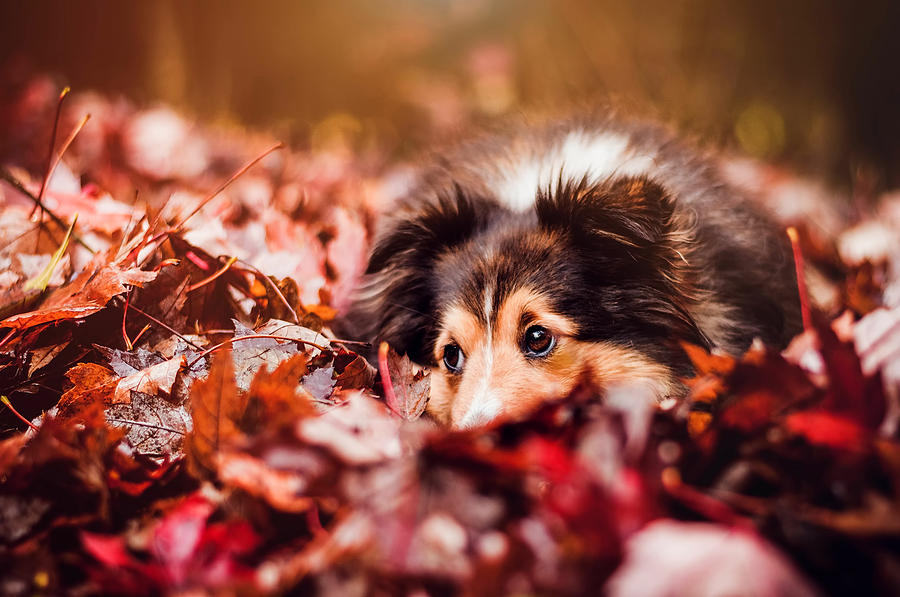 Fall Photograph - Playful Autumn Dog by Cross Version