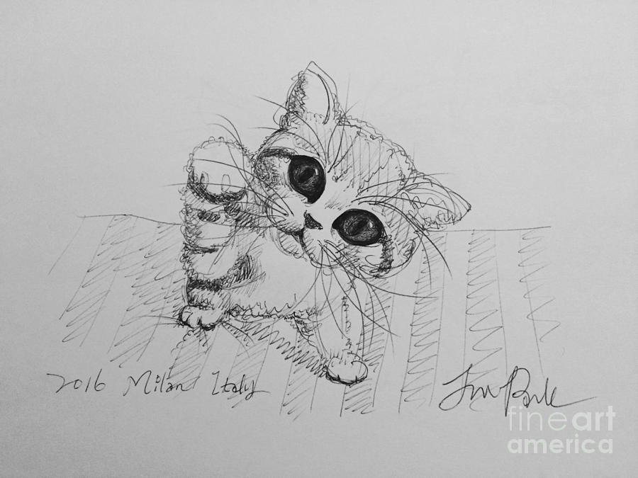 Playful Baby Cat Drawing by Jeong-won Park