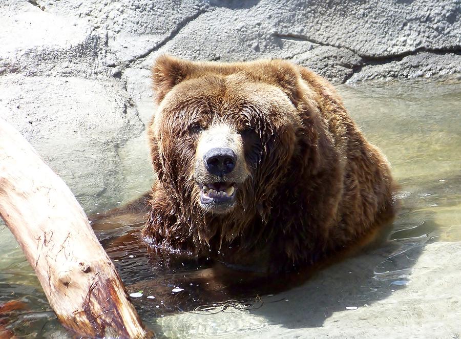 Playful Bear Photograph by James Richmond - Fine Art America