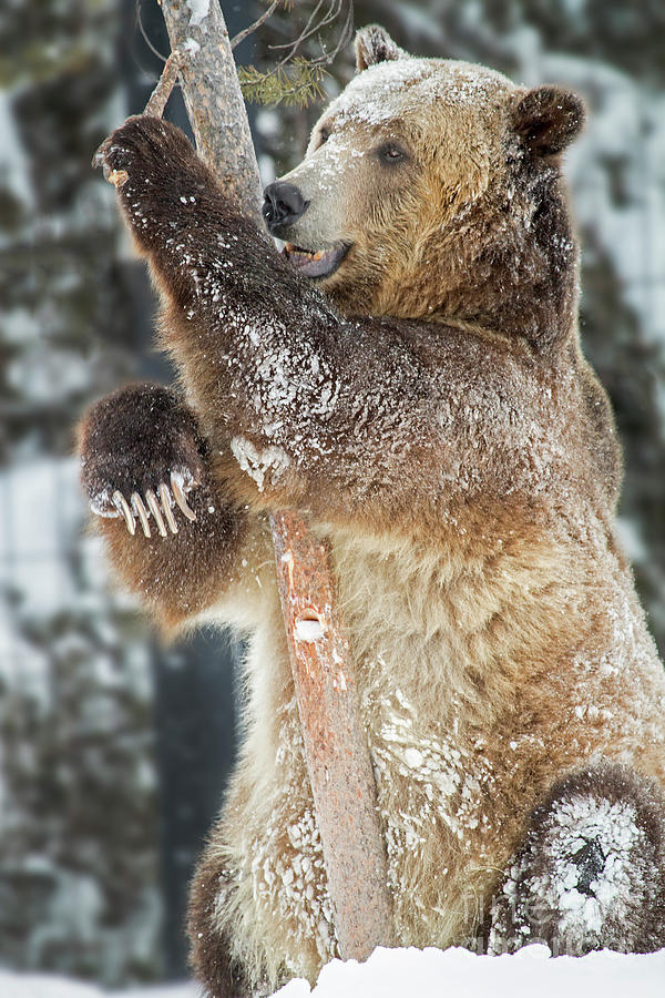 Playful Bear Photograph by Sonya Lang