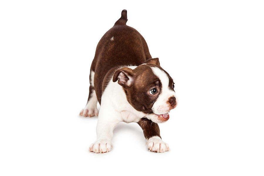 Boston Photograph - Playful Boston Terrier Puppy Dog by Good Focused