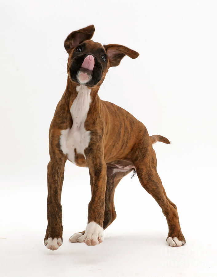 Playful Brindle Boxer Puppy Photograph by Mark Taylor