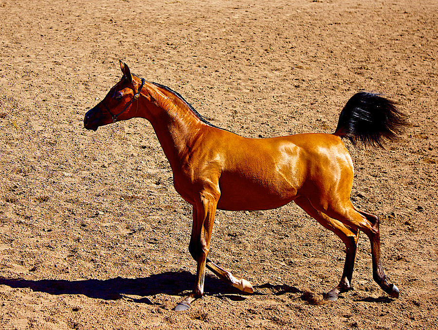 Horse Photograph - Playful canter by Barbara Zahno