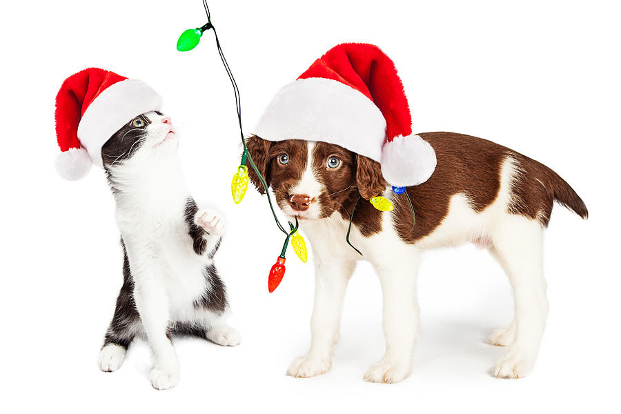Christmas Photograph - Playful Christmas Kitten and Puppy by Good Focused