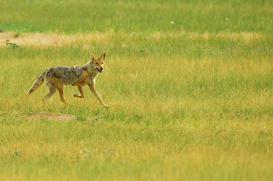Playful Coyote Photograph by John De Bord