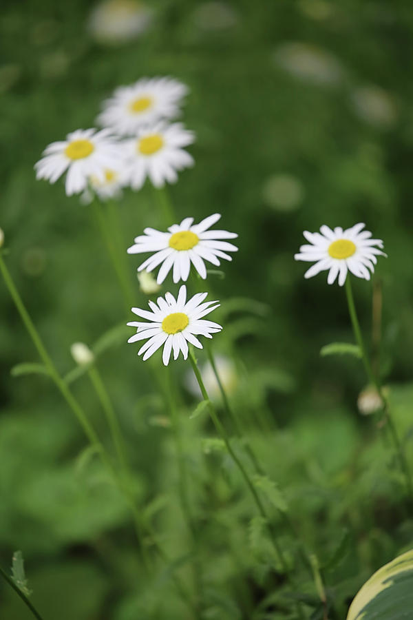 Playful Daisies Photograph by Theresa Campbell