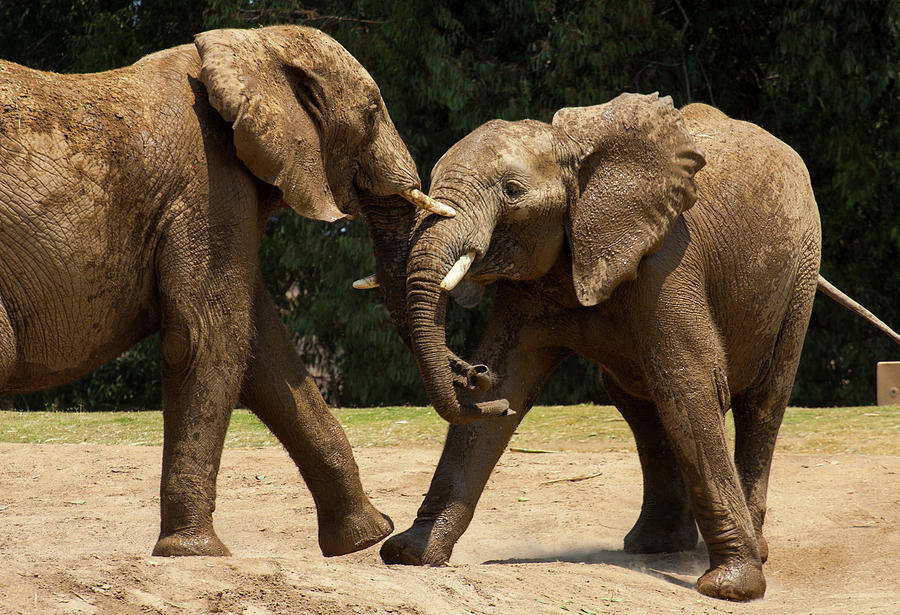 Playful Elephants Photograph by Anthony Jones