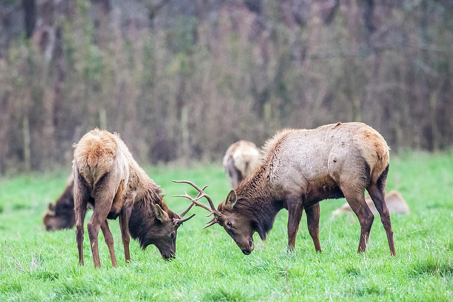 Playful Elk Photograph by Paul Freidlund