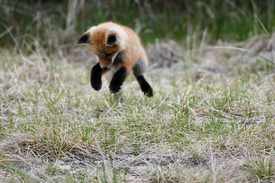 Playful Fox Kit Photograph by Jo-Ann Matthews | Fine Art America