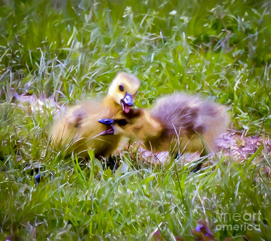 Playful Goslings Photograph by Kerri Farley