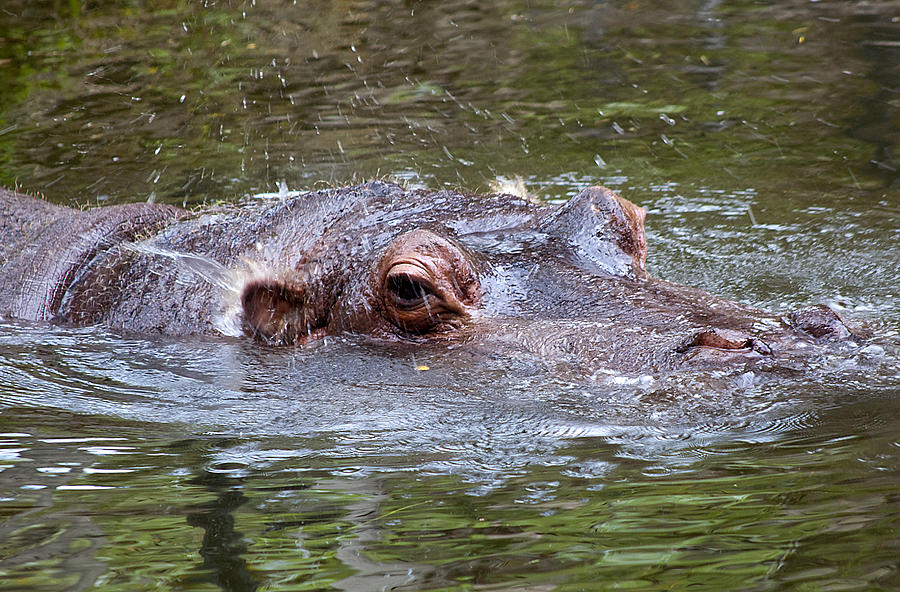 Playful Hippopotamus Photograph by Kenneth Albin