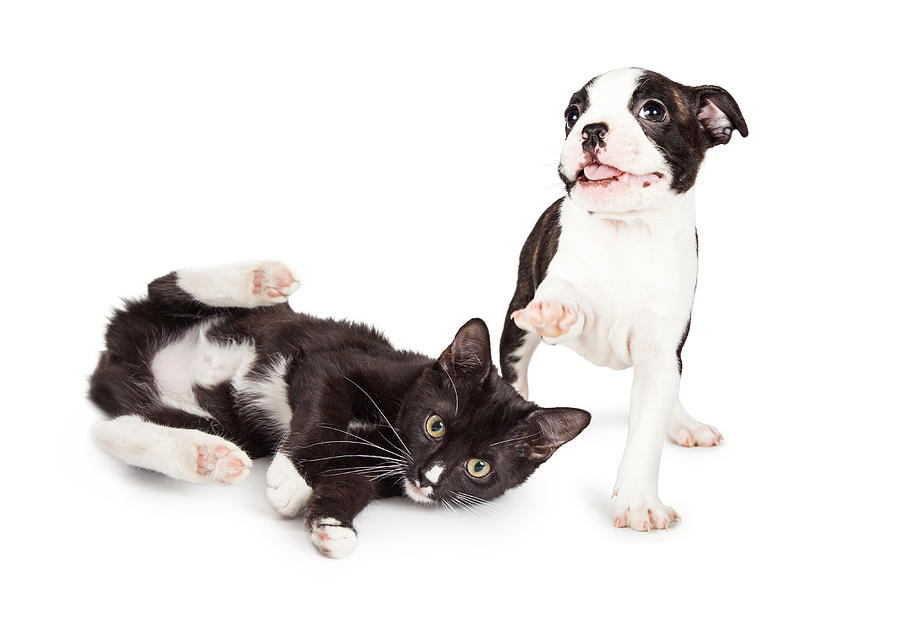 Playful Kitten and Puppy Playing Photograph by Good Focused