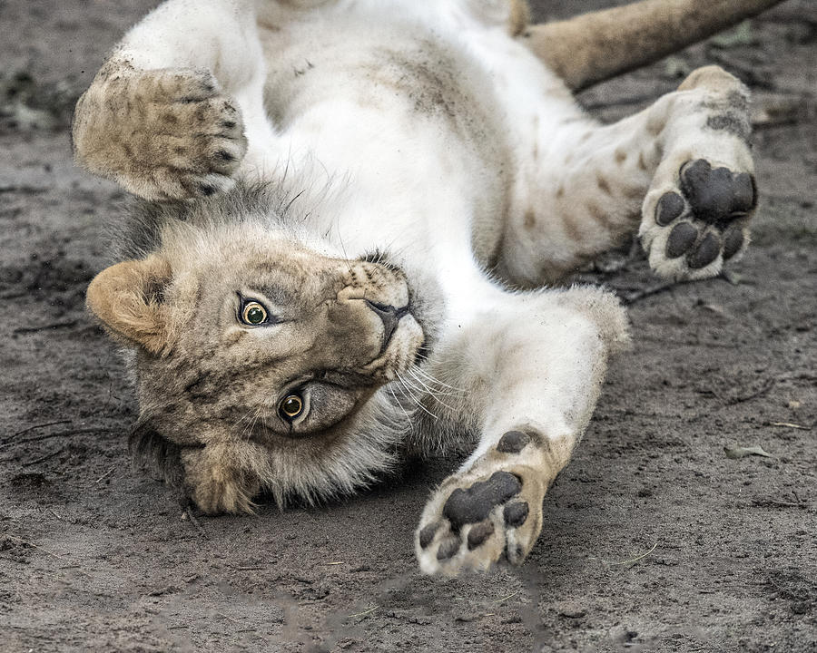Playful Lion Cub Photograph by William Bitman