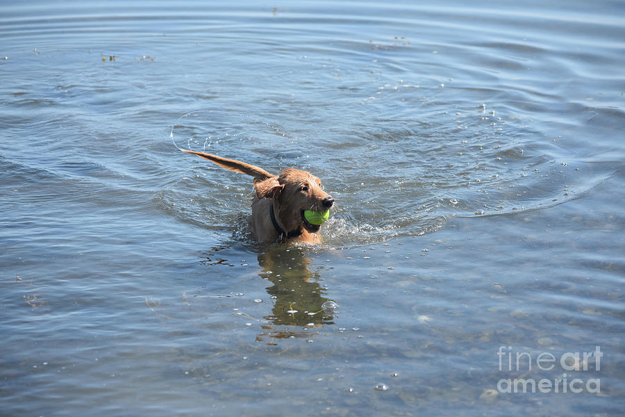 Dog Photograph - Playful Little River Duck Dog in the Water by DejaVu Designs