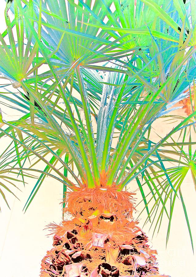 Playful Palms Photograph by Linda Bianic