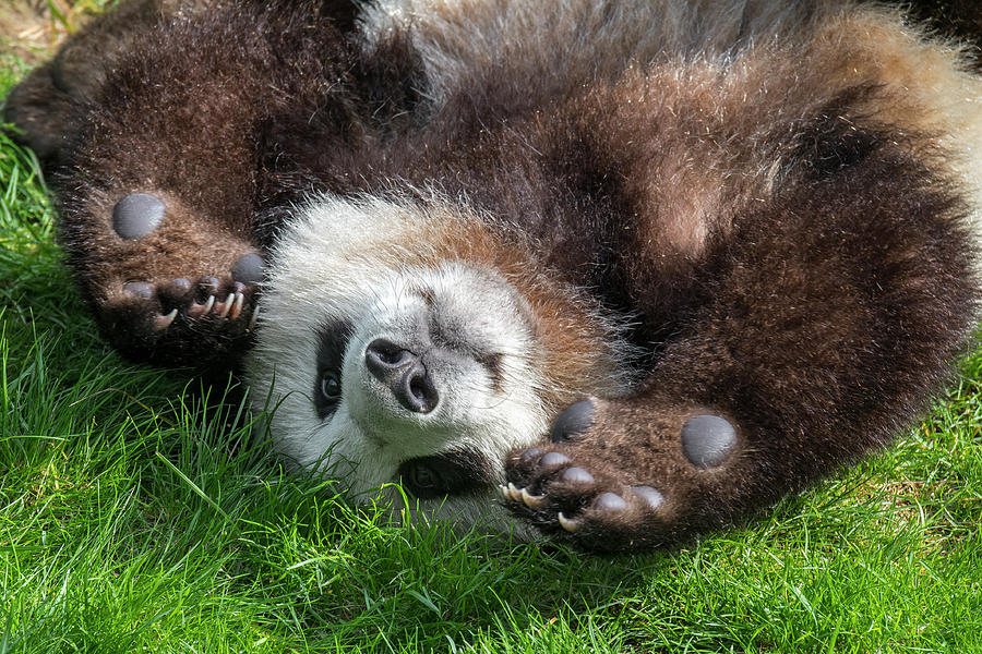 Playful Panda Photograph by Arterra Picture Library