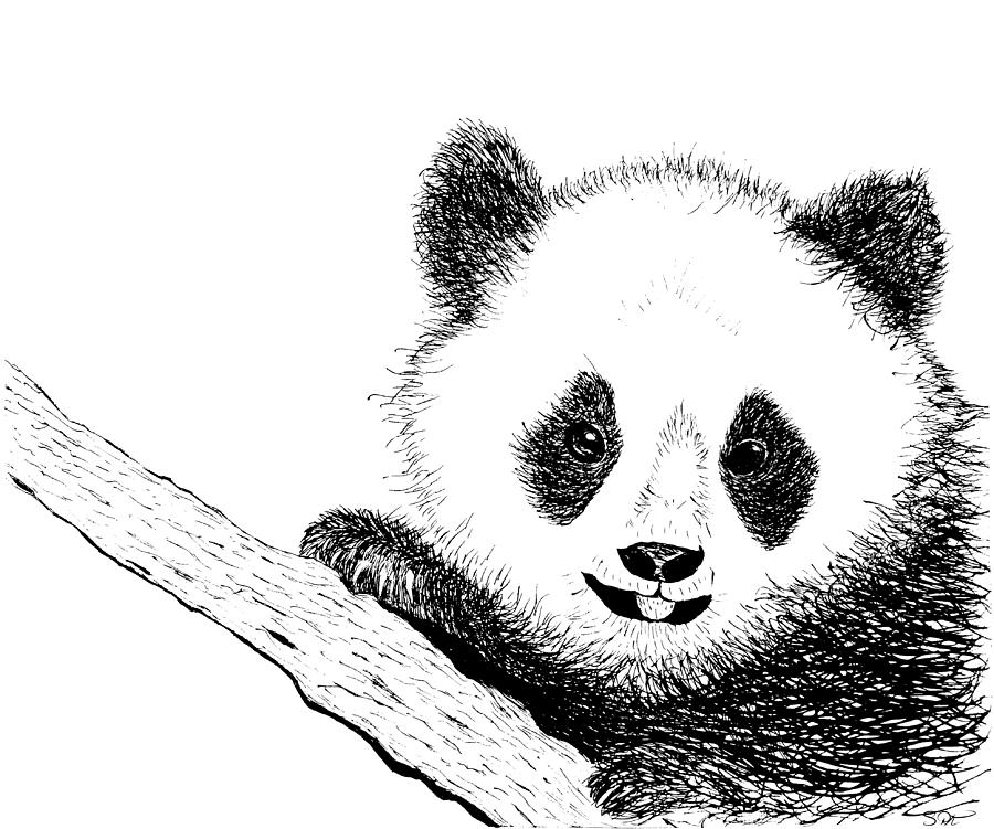 panda bear drawing