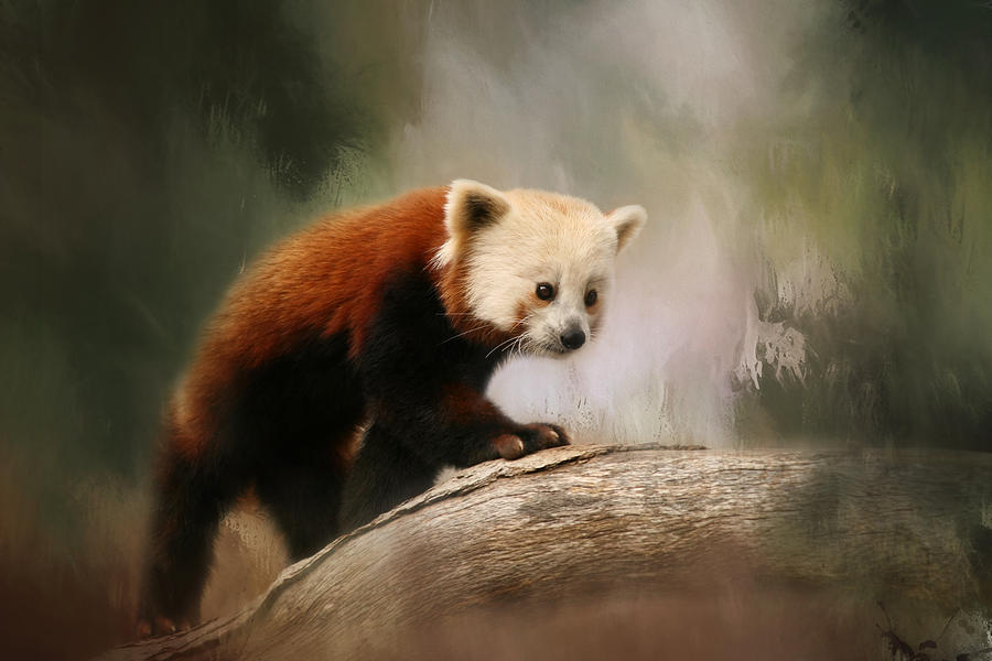 The Panda Red Photograph by Kim Hojnacki