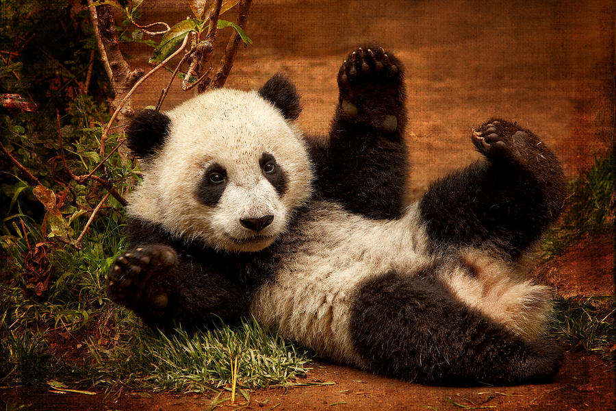 Playful Panda Photograph by Mary Jo Allen