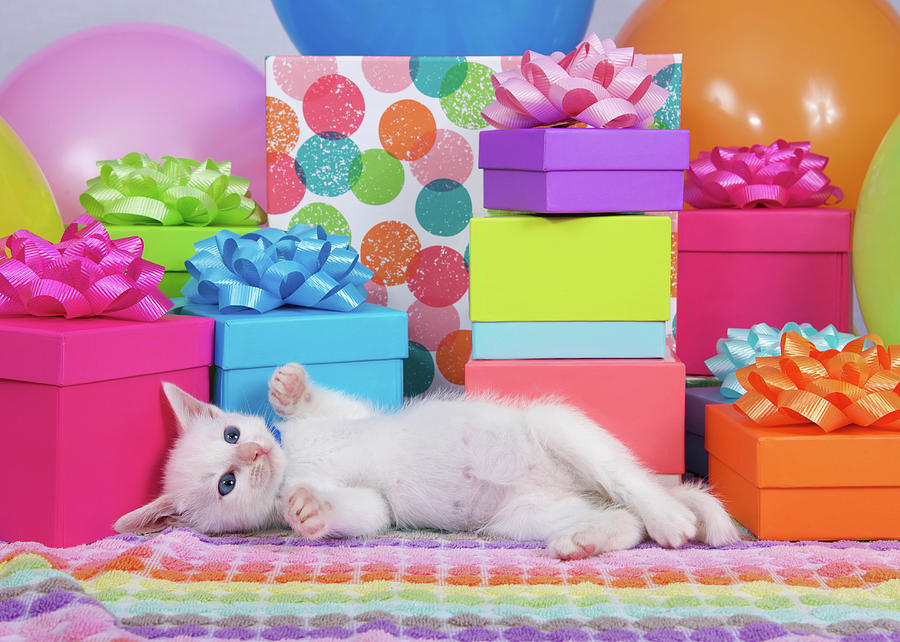 Playful Party Kitten Two Photograph by Sheila Fitzgerald - Fine Art America