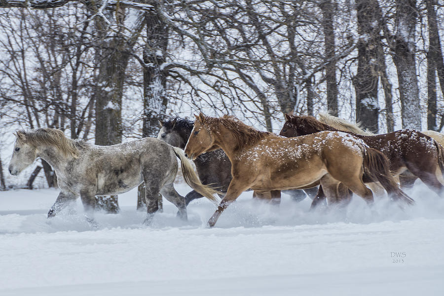Playful Ponies by David W Schafer Playful Ponies by David W Schafer