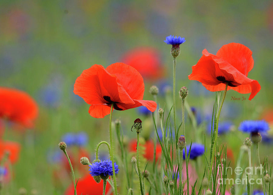 Playful Poppies Photograph by Nava Thompson
