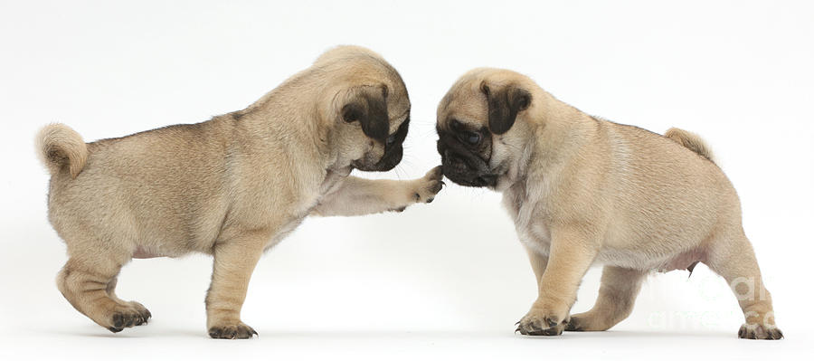 Nature Photograph - Playful Pug Puppies by Mark Taylor