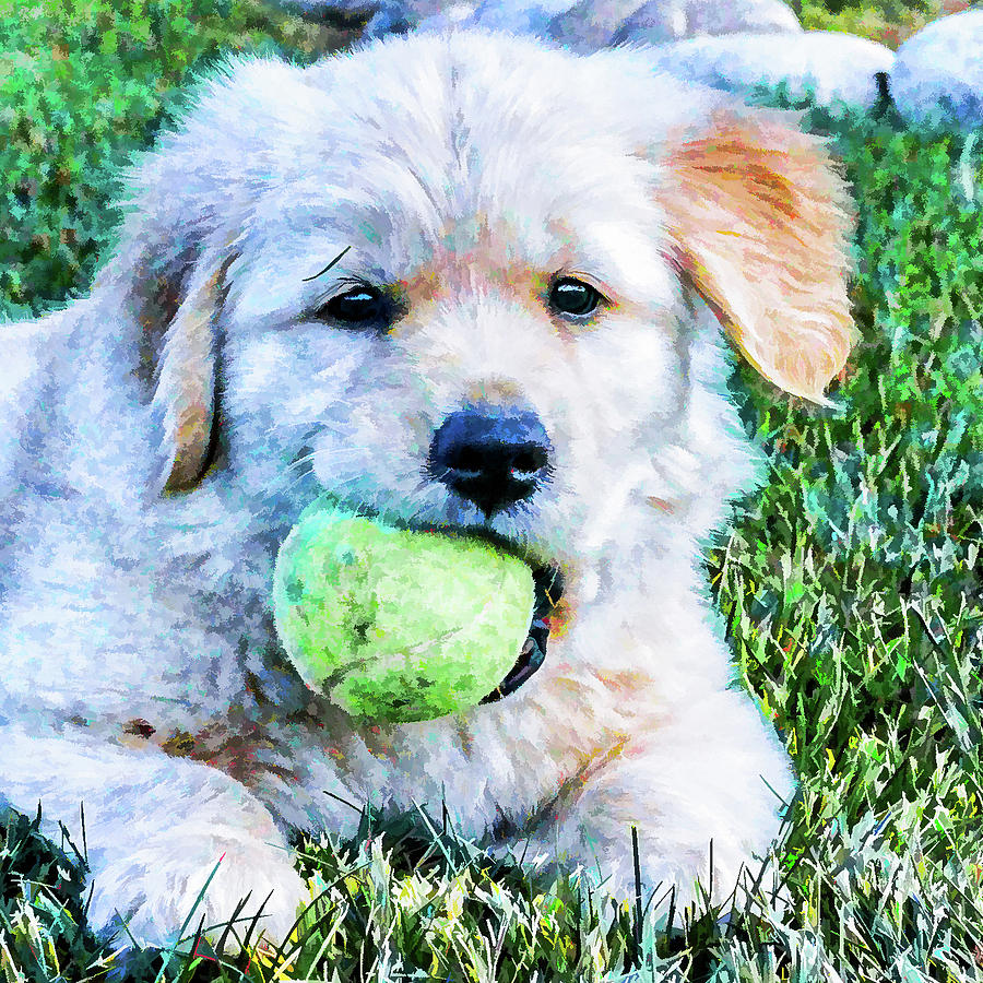 Playful Pup Photograph by Jennifer Grossnickle
