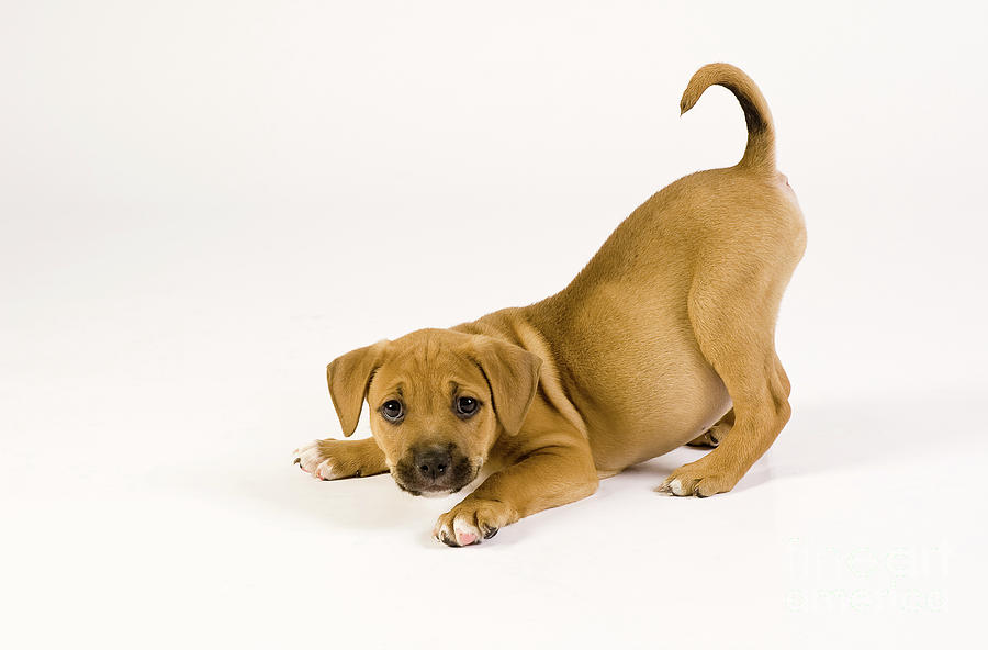 Playful Puppy Photograph by Dean Birinyi