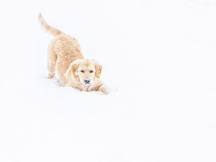 Playful Puppy In So Much Snow Photograph by Jennifer Grossnickle